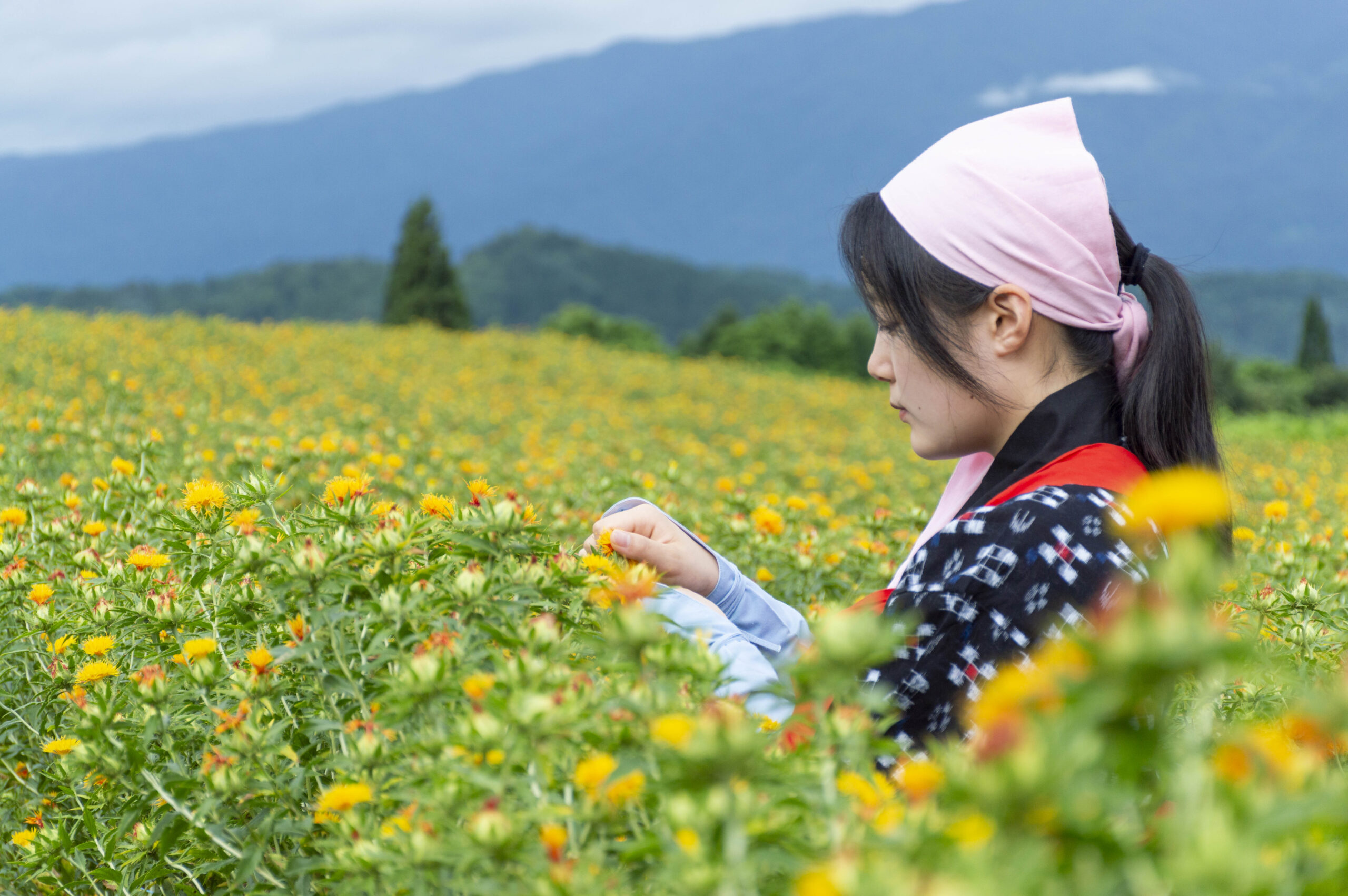 【早朝限定】白鷹町～日本の紅をつくる町で紅花朝摘み体験～