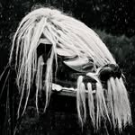 遠真（Enshin）