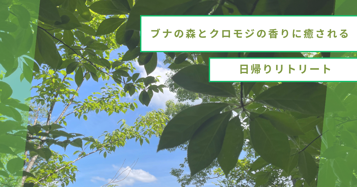 保護中: ブナの森とクロモジの香りに癒される日帰りリトリート