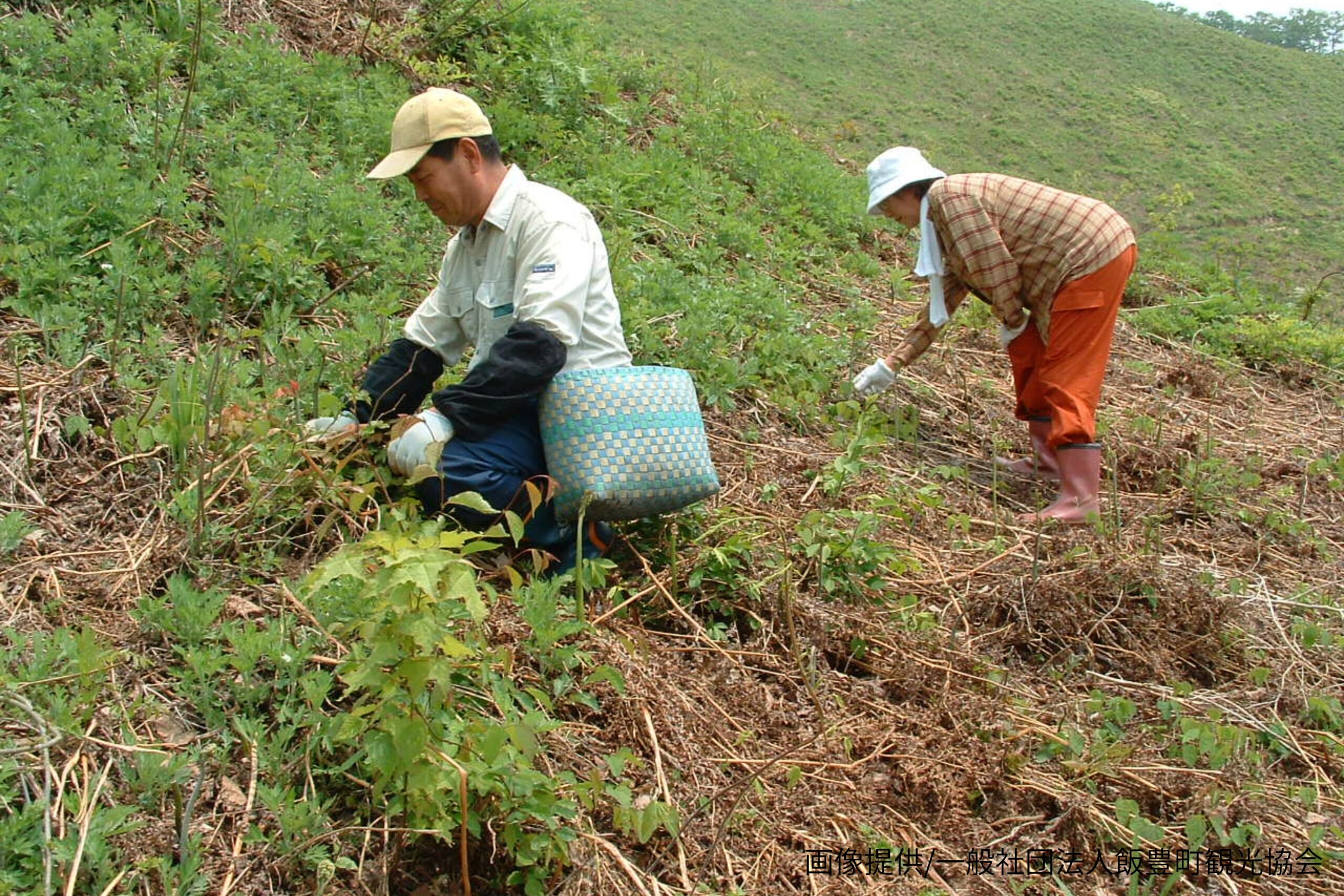 中津川観光わらび園