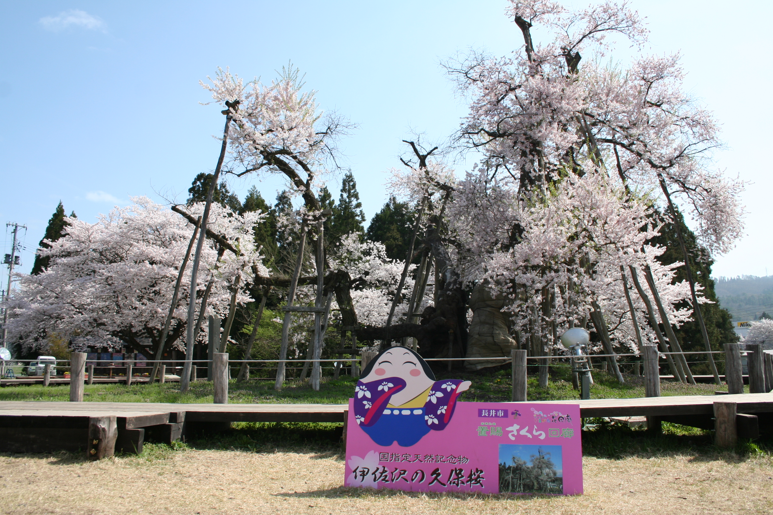 伊佐沢の久保ザクラ