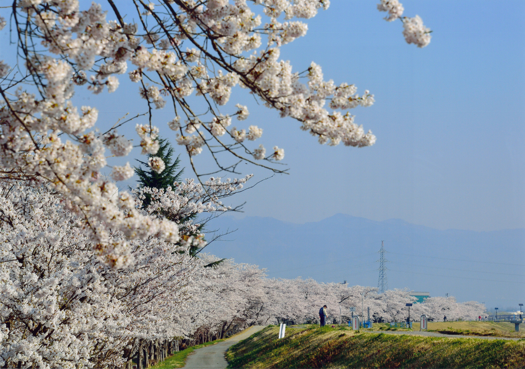 最上川堤防千本桜