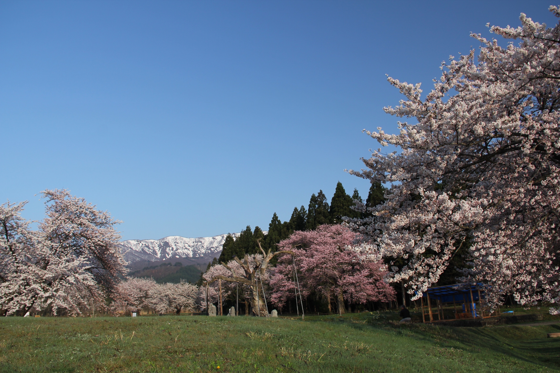 釜の越農村公園と薬師ザクラ